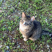 Pennywise is registered to the contest to win money with this photo: cat, closeup, cute, daylight, ears, fur, grass, ground, knee, looking_up, nature, outdoor, pebbles, pet, rocks, sitting, tabby_cat, tail, whiskers, white_paws