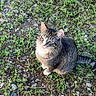 cat, closeup, cute, daylight, ears, fur, grass, ground, knee, looking_up, nature, outdoor, pebbles, pet, rocks, sitting, tabby_cat, tail, whiskers, white_paws