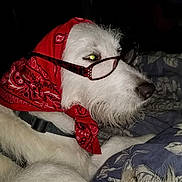 Carolina joined the competition — help win amazing prizes! dog, white_dog, bandana, red_bandana, glasses, pet, animal, indoor, blanket, fur, lying_down, side_view, accessory, cute, domestic_animal, portrait, face, whiskers, relaxed, companion