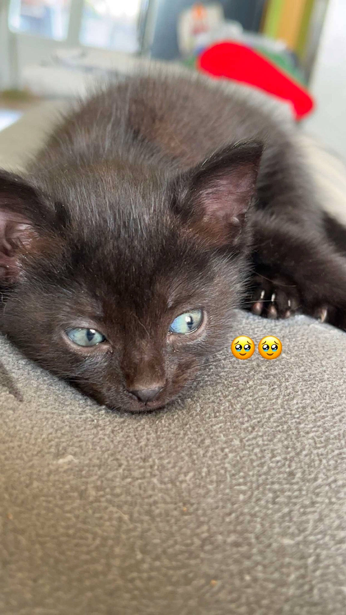 Sally a rejoint le concours — aidez-le/la à gagner de superbes lots ! black_cat, carnivore, cat, claw, comfort, domestic_short_haired_cat, ear, felidae, fur, grey, havana_brown, paw, small_to_medium_sized_cats, snout, tail, terrestrial_animal, whiskers