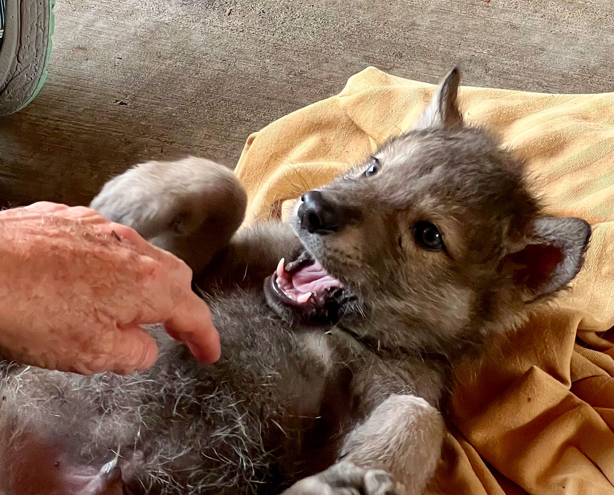 Guinness is registered to the contest to win money with this photo: canidae, canis, carnivore, claw, companion_dog, dog_breed, felidae, fur, paw, small_to_medium_sized_cats, sporting_group, terrestrial_animal, whiskers, working_animal