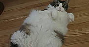 Ricky is registered to the contest to win money with this photo: animal, cat, chair, cozy, curious, cute, domestic, feline, fluffy, fur, indoor, lying_down, mammal, paws, pet, relaxed, tail, whiskers, wide_eyes, wooden_floor