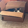 Ricky is registered to the contest to win money with this photo: alert, animal, box_flaps, cardboard_box, cat, container, cozy, curious, domestic, feline, floor, fur, home, indoor, mischievous, pet, sitting, tile, whiskers, wooden_wall