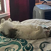 Ricky joined the competition — help win amazing prizes! air_purifier, bed, cat, comfort, cozy, curtains, domestic, feline, fluffy, fur, gray, home, indoor, patterned_bedspread, pet, relaxed, resting, sleeping, white, window