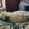 air_purifier, bed, cat, comfort, cozy, curtains, domestic, feline, fluffy, fur, gray, home, indoor, patterned_bedspread, pet, relaxed, resting, sleeping, white, window