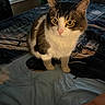 Ricky joined the competition — help win amazing prizes! animal, bed, cat, closeup, comfort, cozy, curious, domestic, feline, fur, home, indoor, patterned, pet, quilt, resting, soft_lighting, whiskers, window, yellow_eyes