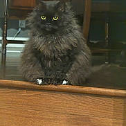 Marlee joined the competition — help win amazing prizes! animal, black_cat, cat, chair, curious, fluffy, fur, furniture, home_interior, indoor, long_hair, paws, pet, portrait, reflection, sitting, whiskers, white_paws, wooden_step, yellow_eyes