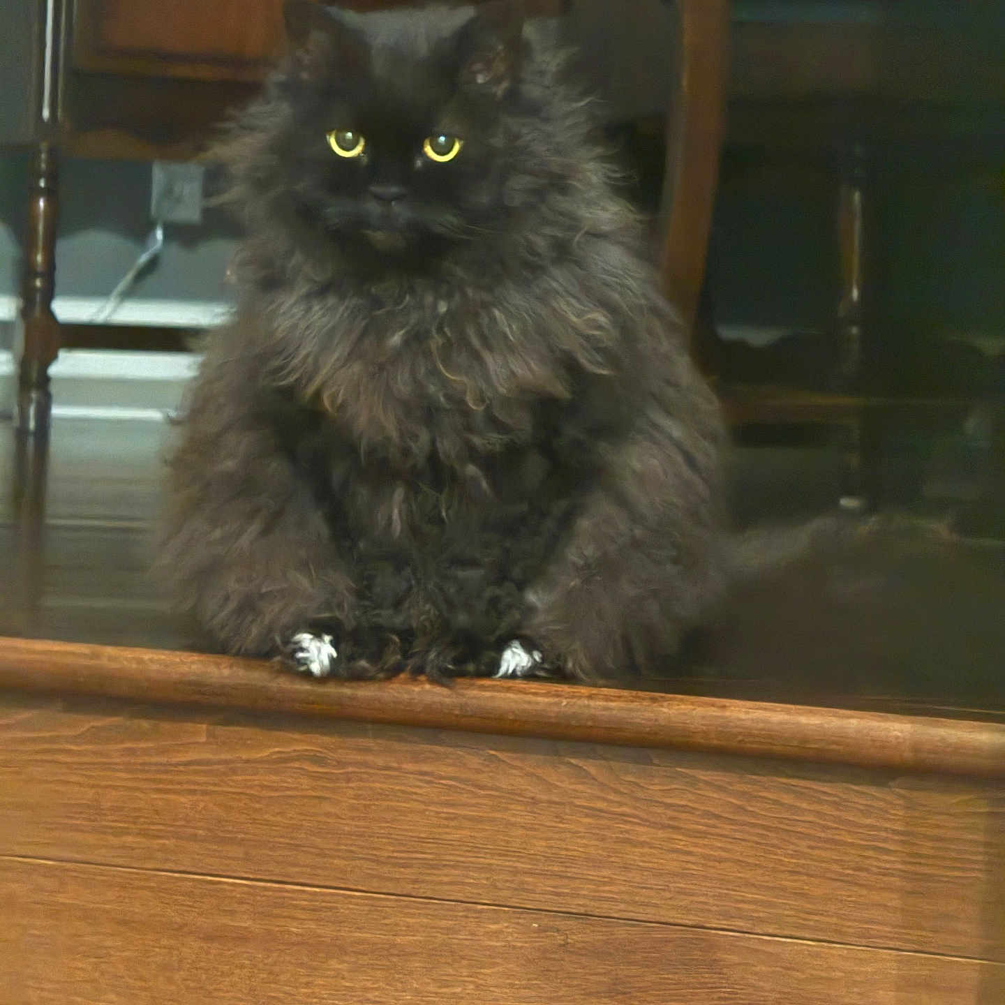 Marlee joined the competition — help win amazing prizes! animal, black_cat, cat, chair, curious, fluffy, fur, furniture, home_interior, indoor, long_hair, paws, pet, portrait, reflection, sitting, whiskers, white_paws, wooden_step, yellow_eyes