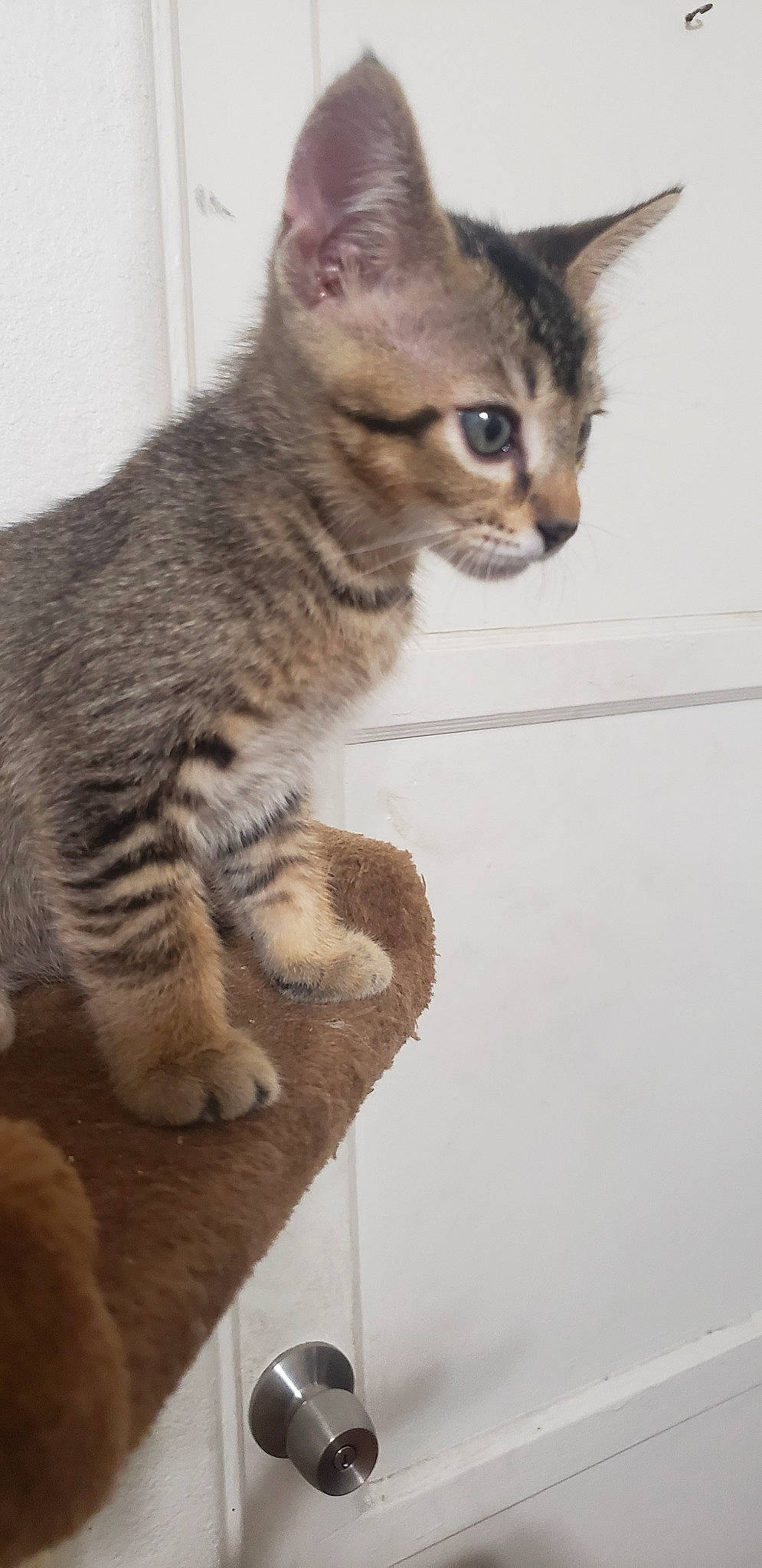 Gizmo joined the competition — help win amazing prizes! aegean_cat, arabian_mau, asian, australian_mist, california_spangled, carnivore, cat, domestic_short_haired_cat, dragon_li, egyptian_mau, european_shorthair, felidae, kitten, mammal, ocicat, pixie_bob, small_to_medium_sized_cats, tabby_cat, vertebrate, whiskers