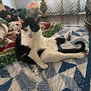 Reyna is registered to the contest to win money with this photo: cat, black_and_white, indoor, quilt, furniture, lamp, curtains, floor, relaxed, pet, animal, tongue_out, patchwork, cozy, home, sitting, fur, cute, resting, domestic