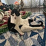 cat, black_and_white, indoor, quilt, furniture, lamp, curtains, floor, relaxed, pet, animal, tongue_out, patchwork, cozy, home, sitting, fur, cute, resting, domestic