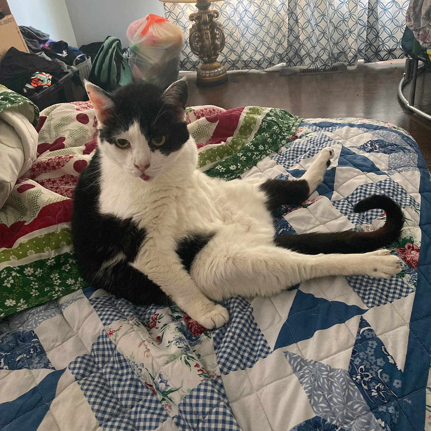 Reyna is registered to the contest to win money with this photo: cat, black_and_white, indoor, quilt, furniture, lamp, curtains, floor, relaxed, pet, animal, tongue_out, patchwork, cozy, home, sitting, fur, cute, resting, domestic
