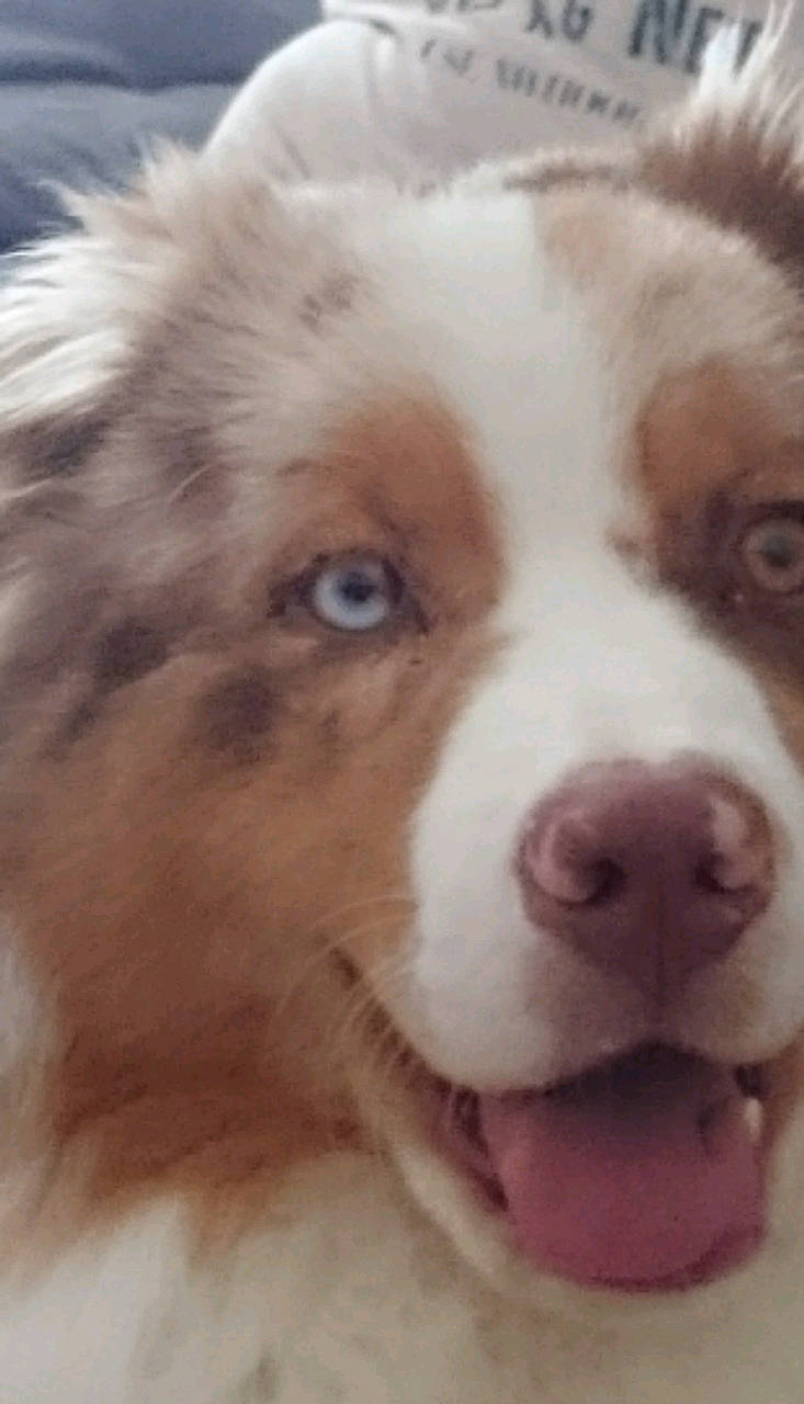 Jo participe au concours pour gagner de l'argent avec cette photo : ancient_dog_breeds, art, canidae, carnivore, companion_dog, dog, dog_breed, fawn, fur, herding_dog, liver, shout, snout, sporting_group, terrestrial_animal, whiskers, working_animal, working_dog