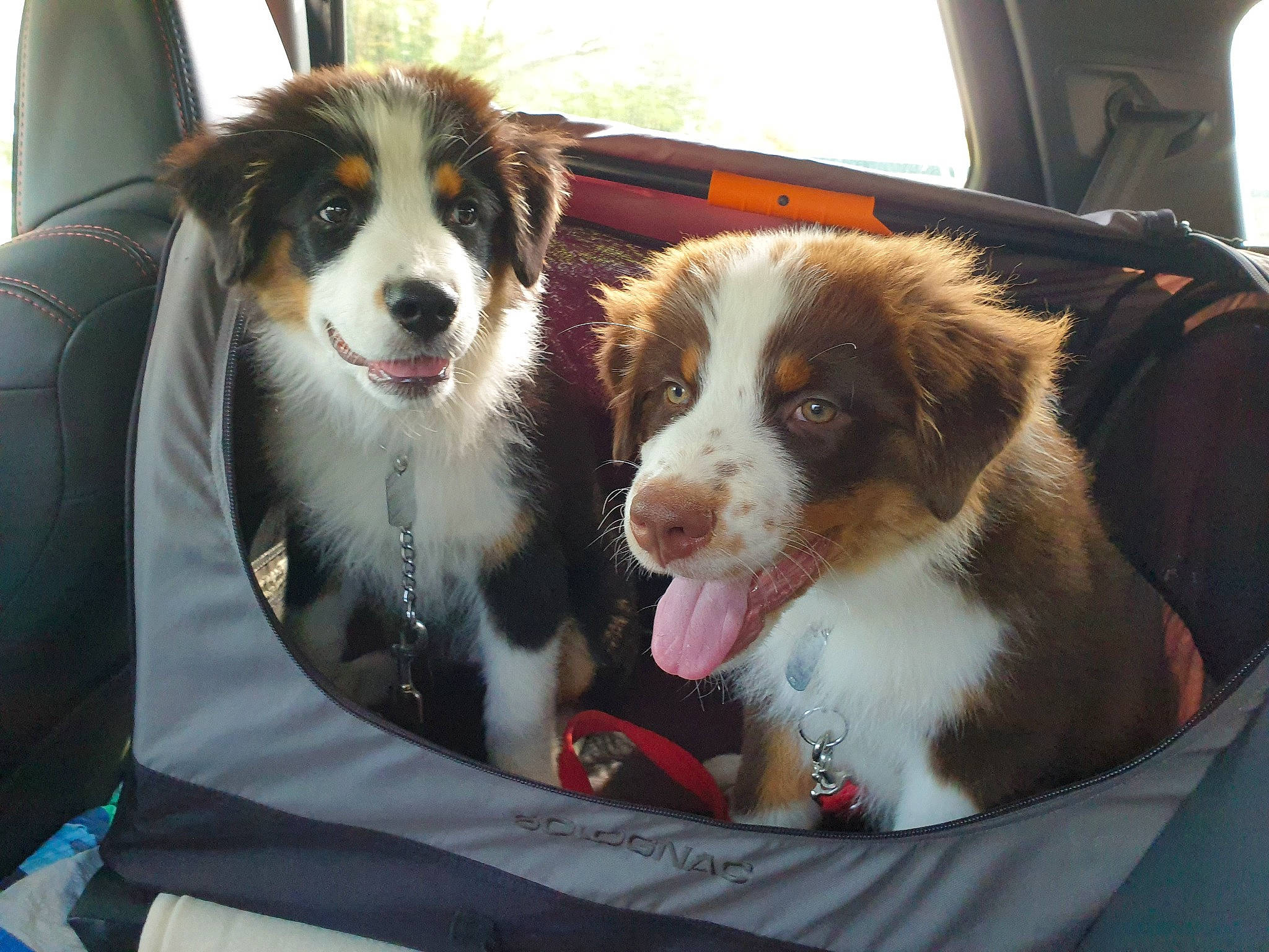 Tao-tango participe au concours pour gagner de l'argent avec cette photo : automotive_exterior, automotive_lighting, canidae, car, carnivore, collar, companion_dog, dog, dog_breed, door, fur, giant_dog_breed, herding_dog, motor_vehicle, plant, snout, sporting_group, tire, vehicle, vehicle_door