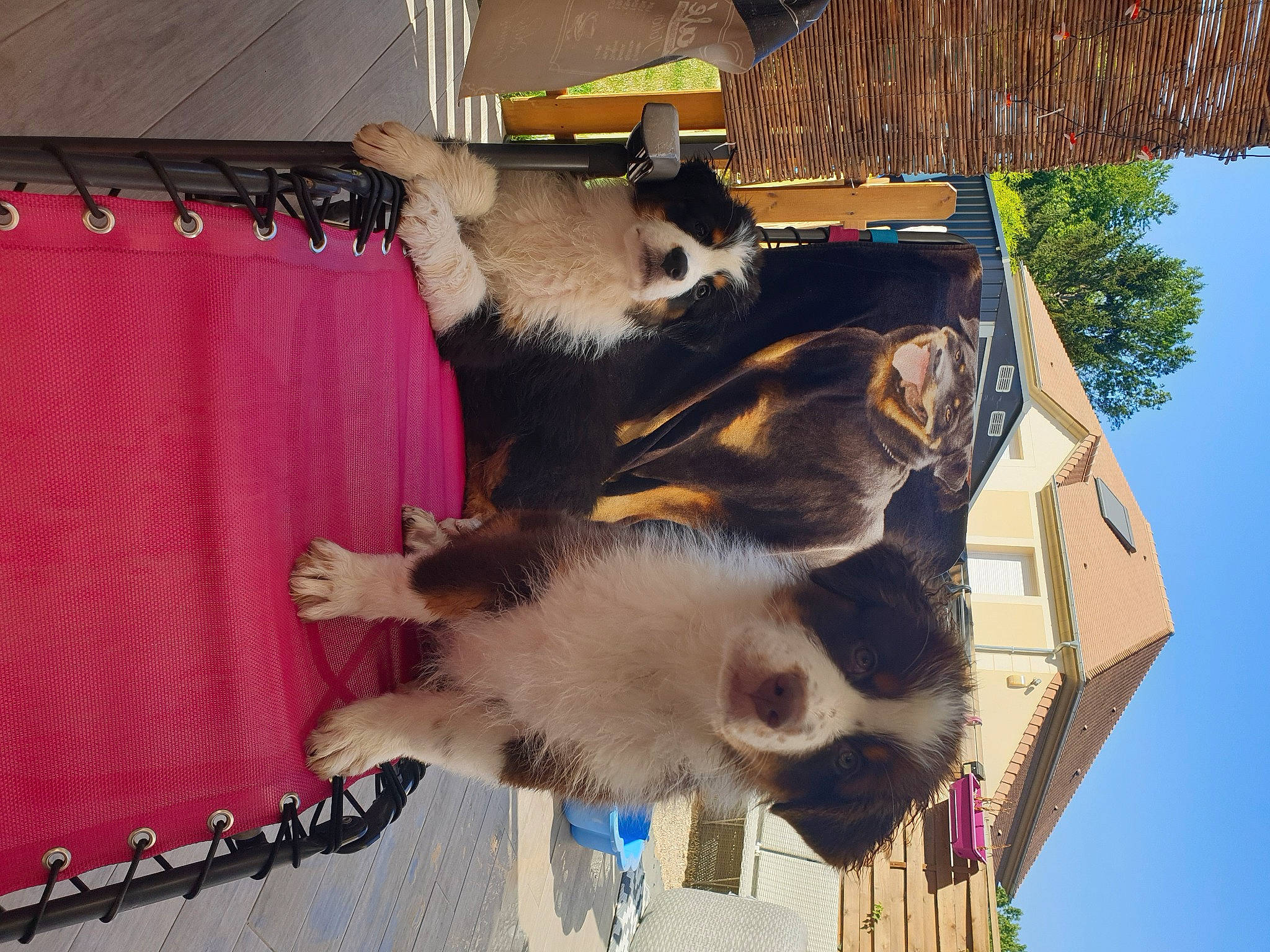 Tao-tango a rejoint le concours — aidez-le/la à gagner de superbes lots ! balinese, building, canidae, carnivore, cat, curtain, dog_breed, domestic_short_haired_cat, fawn, felidae, fur, house, sky, small_to_medium_sized_cats, tail, thai, tree, whiskers, window, wood