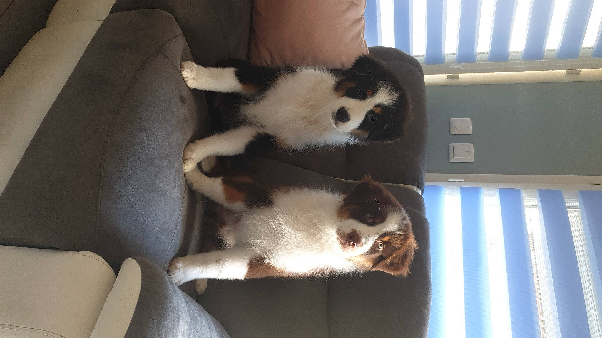 Tao-tango a rejoint le concours — aidez-le/la à gagner de superbes lots ! balinese, canidae, carnivore, cat, cat_supply, chair, claw, comfort, companion_dog, dog_breed, domestic_short_haired_cat, felidae, fur, paw, small_to_medium_sized_cats, snout, tail, terrestrial_animal, thai, whiskers