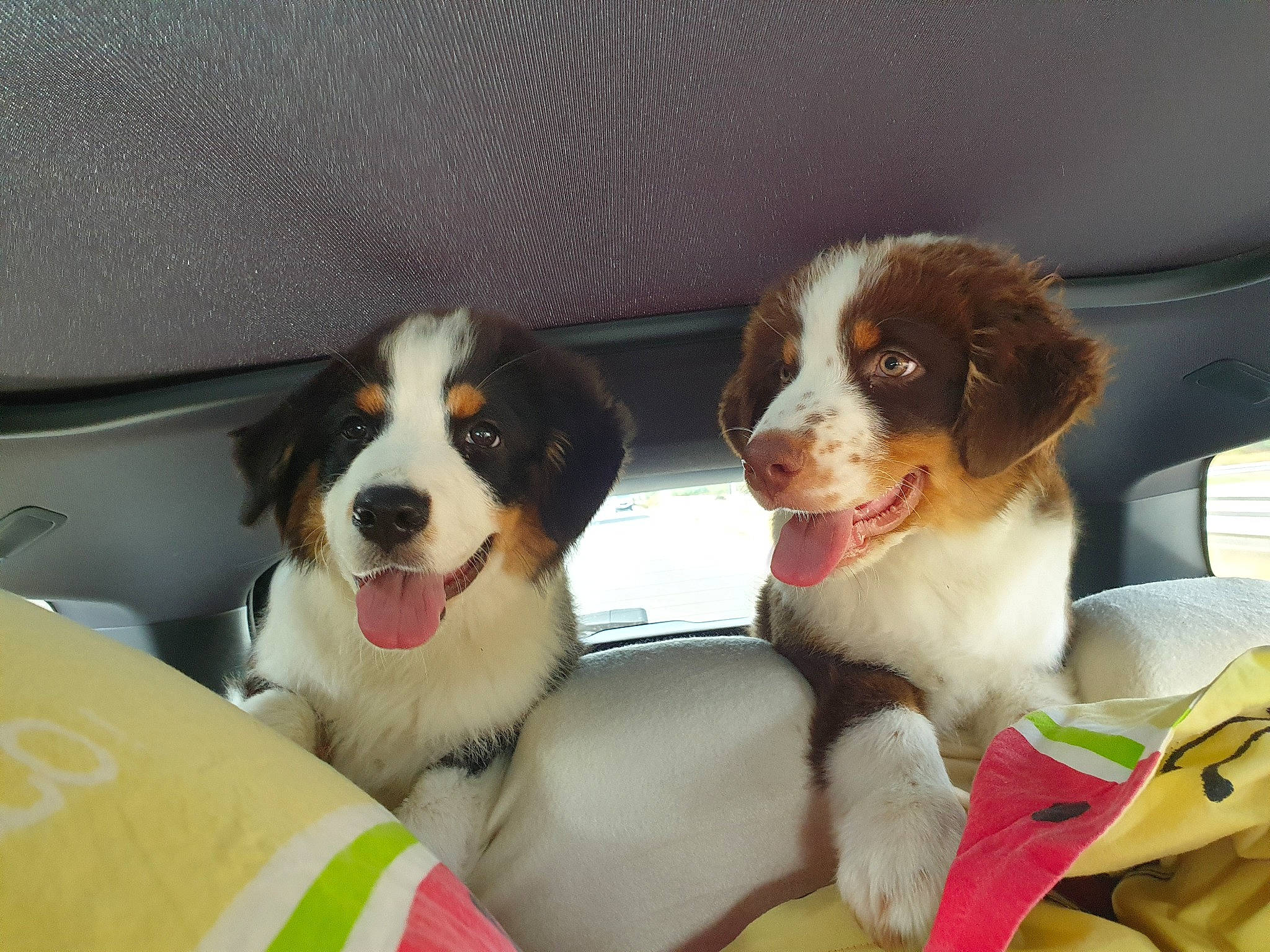 Tao-tango participe au concours pour gagner de l'argent avec cette photo : canidae, carnivore, cavalier_king_charles_spaniel, collar, companion_dog, dog, dog_breed, dog_collar, dog_food, dog_supply, fur, giant_dog_breed, gun_dog, paw, puppy, snout, spaniel, sporting_group, working_animal, working_dog