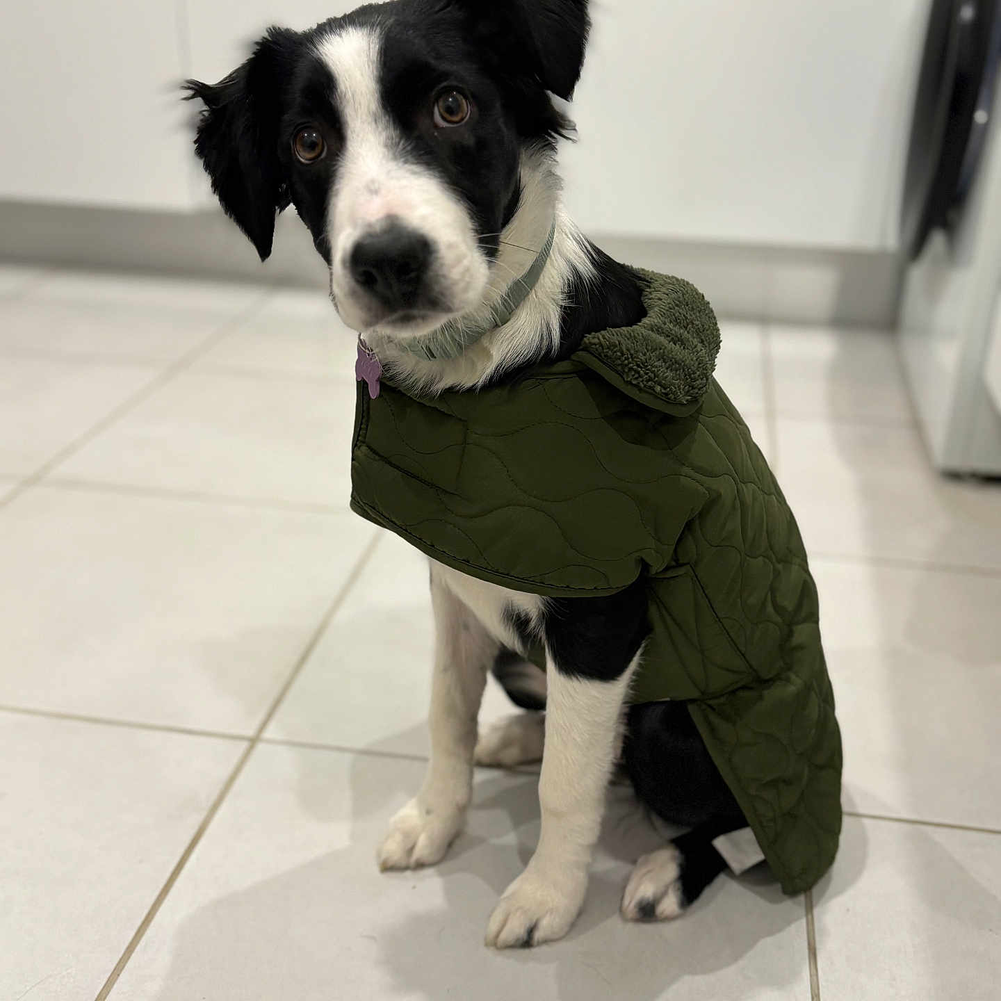 Vaya participe au concours pour gagner de l'argent avec cette photo : accessories, animal, canine, clothing, coat, cockerspaniel, collie, dog, hound, husky, jacket, knitwear, labradorretriever, path, pet, puppy, slate, strap, sweater, walkway