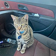 Chip is registered to the contest to win money with this photo: cat, tabby, pet, animal, feline, collar, bell, car_interior, car_seat, water_bottle, door_panel, window, dashboard, clutter, indoor, seat, striped, sitting, curious, close_up