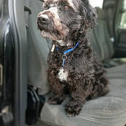 Bandit joined the competition — help win amazing prizes! dog, black_dog, pet, car_seat, blue_collar, curly_fur, indoor, vehicle, seat, animal, mammal, companion, sitting, attentive, looking_out, closeup, portrait, furry, domestic_animal, canine