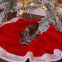 cat, kitten, christmas_tree, tree_skirt, red, white, holiday, festive, decorations, lights, pine_branches, frosted, sleeping, cozy, indoor, pet, fur, cute, animal, resting
