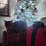 Mimi joined the competition — help win amazing prizes! cat, christmas_tree, armchair, gift_box, window, indoor, decorations, ornaments, ribbons, lights, furniture, holiday, cozy, pet, feline, soft_lighting, festive, relaxing, patterned_fabric, home