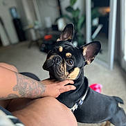 Remy joined the competition — help win amazing prizes! dog, french_bulldog, pet, indoor, tattoo, hand, carpet, window, plant, fur, ears, collar, looking_up, animal, companion, domestic, cute, portrait, canine, friendly
