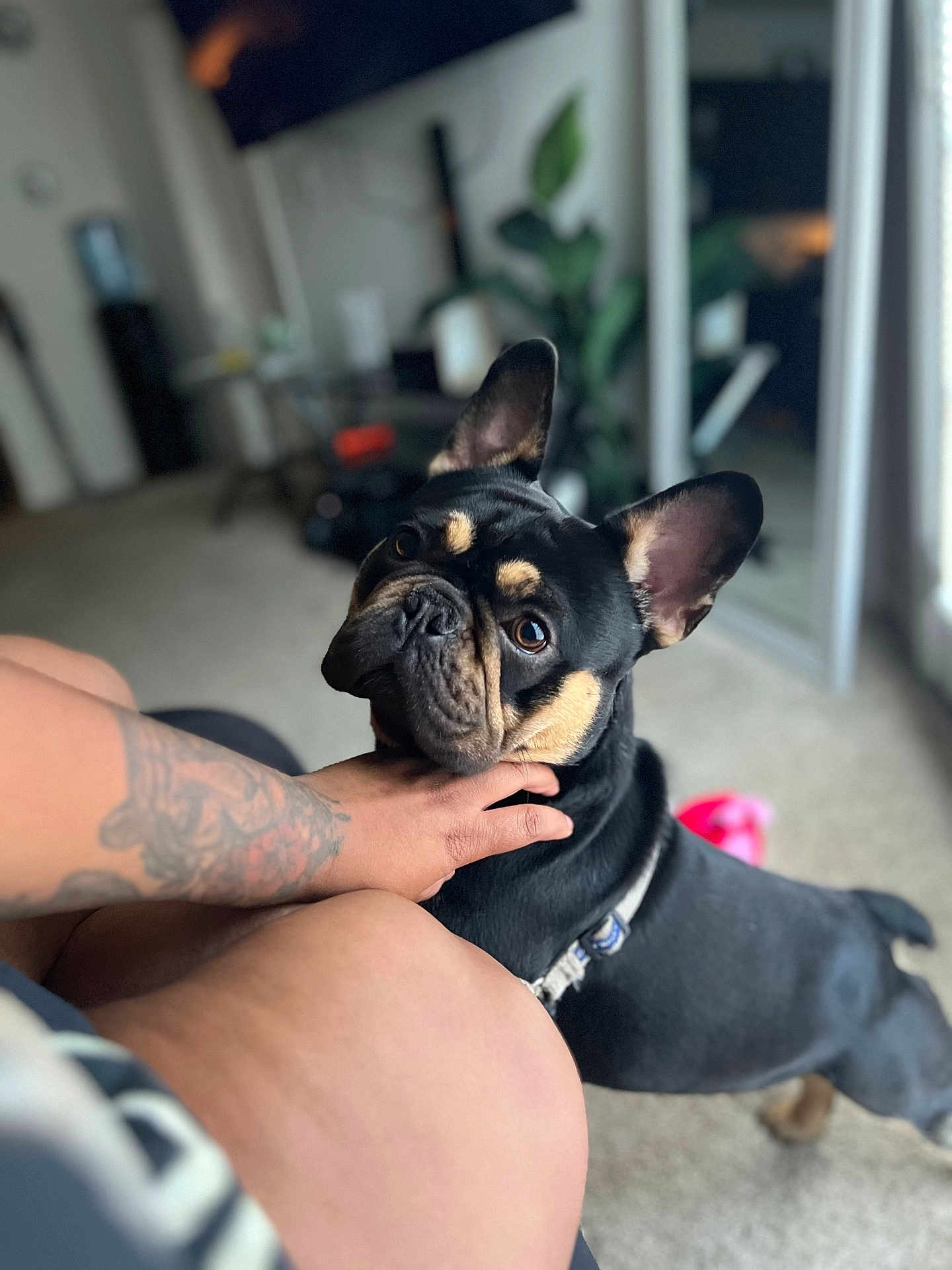 Remy joined the competition — help win amazing prizes! dog, french_bulldog, pet, indoor, tattoo, hand, carpet, window, plant, fur, ears, collar, looking_up, animal, companion, domestic, cute, portrait, canine, friendly