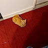 July Aka.bean joined the competition — help win amazing prizes! cat, orange_tabby, pet, animal, feline, indoors, hallway, red_carpet, floor, white_wall, door, sitting, looking_up, ears, whiskers, striped_fur, blanket, cat_toy, home, portrait
