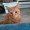 cat, orange_cat, ginger_cat, pet, animal, feline, portrait, close_up, sitting, looking_at_camera, wide_eyes, whiskers, ears, fur, indoor, home, blanket, luggage, floor, curious