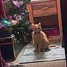 July Aka.bean is registered to the contest to win money with this photo: cat, orange_cat, pet, animal, sitting, indoors, christmas_tree, holiday, ornaments, string_lights, rug, carpet, furniture, shelf, fan, home, living_room, portrait, collar, festive