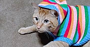 July Aka.bean is registered to the contest to win money with this photo: cat, ginger_cat, pet, animal, sweater, striped_clothing, colorful, rainbow, carpet, indoor, lying_down, front_paws, whiskers, blue_eyes, alert, cute, cozy, fashion, portrait, domestic_animal