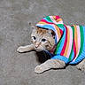 cat, ginger_cat, pet, animal, sweater, striped_clothing, colorful, rainbow, carpet, indoor, lying_down, front_paws, whiskers, blue_eyes, alert, cute, cozy, fashion, portrait, domestic_animal