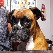 Louna participe au concours pour gagner de l'argent avec cette photo : dog, boxer, indoor, table, refrigerator, magnets, poster, brown_fur, black_muzzle, white_chest, pet, companion, animal, face, ears, snout, person, arm, kitchen, background