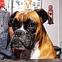 dog, boxer, indoor, table, refrigerator, magnets, poster, brown_fur, black_muzzle, white_chest, pet, companion, animal, face, ears, snout, person, arm, kitchen, background