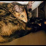 Catalina joined the competition — help win amazing prizes! cat, tortoiseshell, pet, animal, fur, eyes, whiskers, ears, cozy, indoor, resting, cute, mammal, sleepy, soft, closeup, portrait, feline, relaxed, domestic