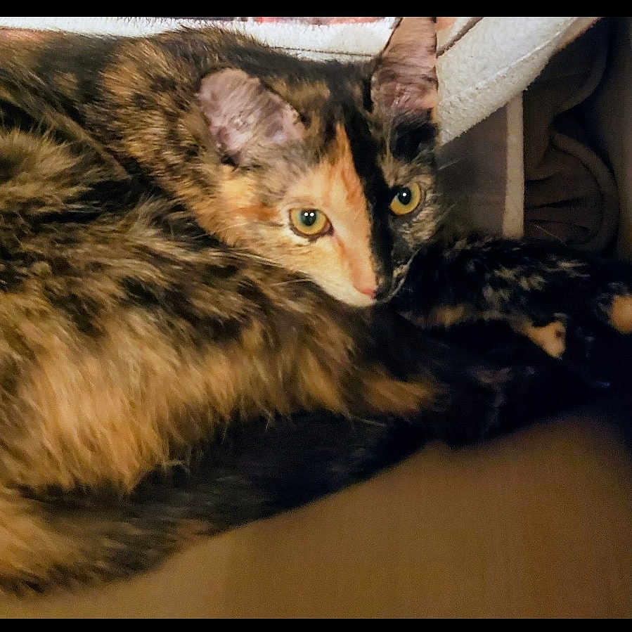 Catalina joined the competition — help win amazing prizes! cat, tortoiseshell, pet, animal, fur, eyes, whiskers, ears, cozy, indoor, resting, cute, mammal, sleepy, soft, closeup, portrait, feline, relaxed, domestic