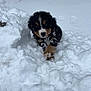 animal, appenzeller, blizzard, canine, cockerspaniel, dog, face, head, hound, husky, nature, outdoors, papillon, person, pet, puppy, saintbernard, snow, storm, winter