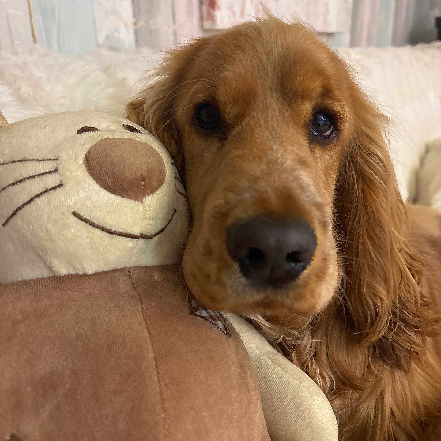 Malo participe au concours pour gagner de l'argent avec cette photo : animal, bear, canine, cockerspaniel, couch, cushion, dog, furniture, goldenretriever, homedecor, hound, linen, person, pet, pillow, plush, puppy, snout, terrier, toy