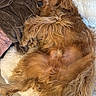 Malo a rejoint le concours — aidez-le/la à gagner de superbes lots ! animal, blanket, canine, cockerspaniel, dog, goldenretriever, homedecor, hound, linen, papillon, person, pet, poodle, puppy, sleeping, terrier