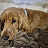 Malo participe au concours pour gagner de l'argent avec cette photo : animal, blanket, canine, cockerspaniel, dog, goldenretriever, hound, pet, puppy, snout, terrier
