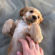 Malo participe au concours pour gagner de l'argent avec cette photo : accessories, animal, beagle, bodypart, canine, cockerspaniel, dog, finger, goldenretriever, hand, hound, jewelry, person, pet, photography, puppy, ring, snout, terrier, wrist