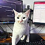 animal, brown_spots, cat, closeup, computer, curious, desk, ears, electronics, feline, indoor, keyboard, monitor, mouse, office, pet, technology, whiskers, white_cat, workspace