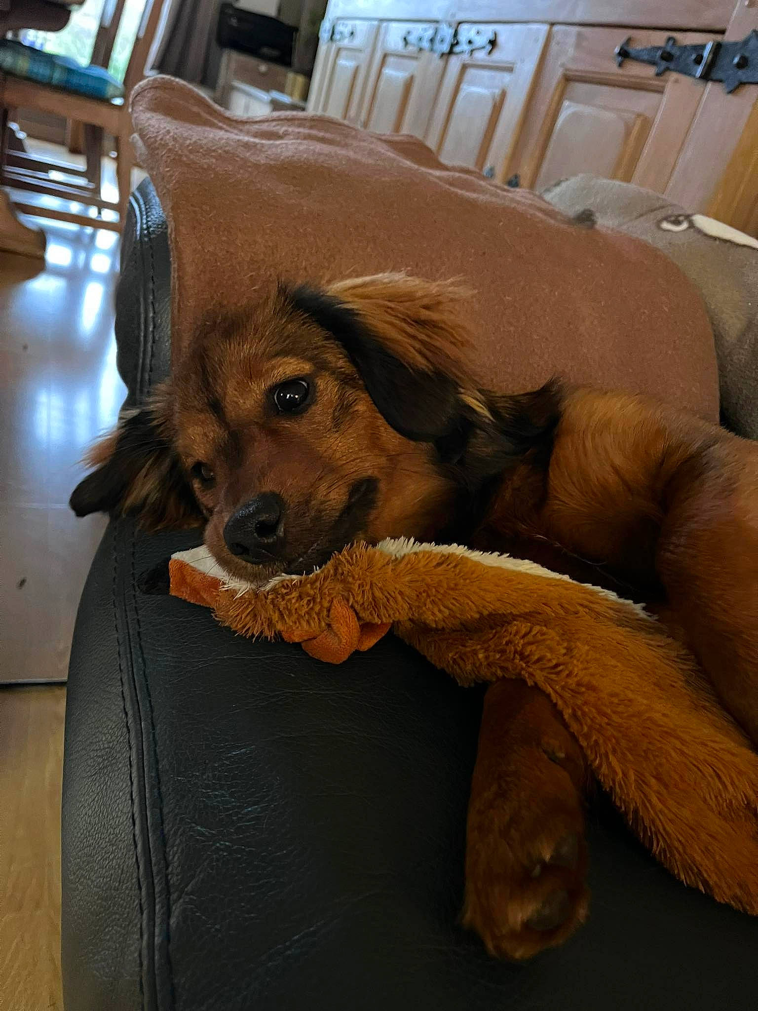 Gin a rejoint le concours — aidez-le/la à gagner de superbes lots ! brown, carnivore, chair, comfort, companion_dog, couch, dog, dog_breed, fawn, flooring, furniture, hardwood, liver, living_room, snout, sporting_group, table, whiskers, wood, working_animal