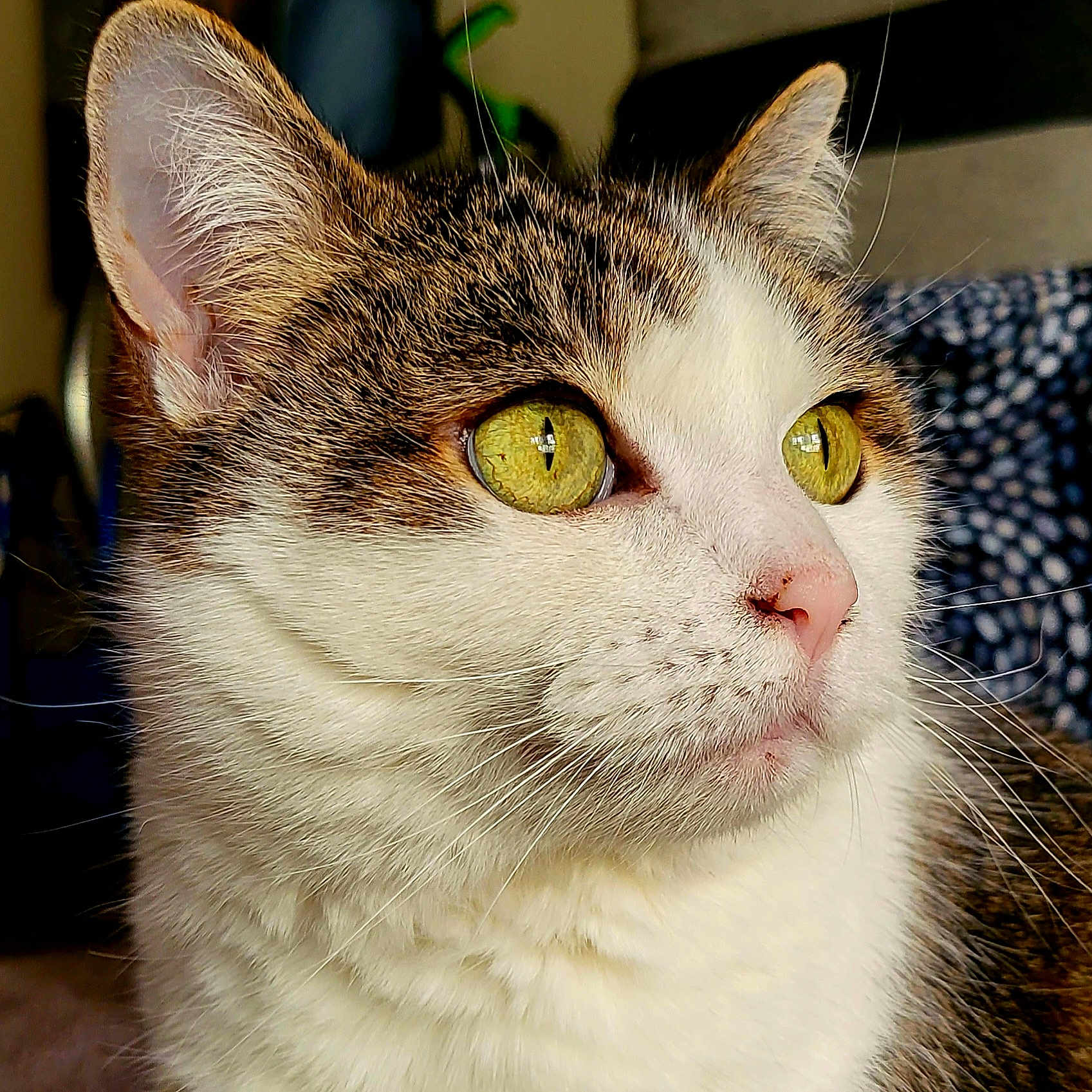 Plum