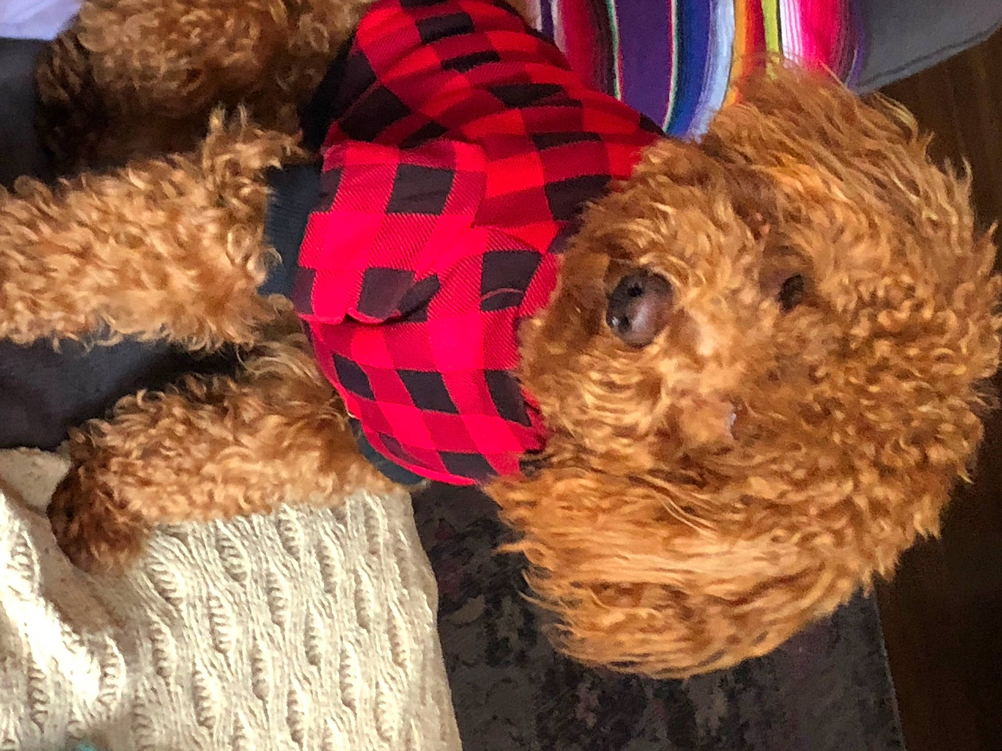 Pepito is registered to the contest to win money with this photo: airedale_terrier, canidae, carnivore, companion_dog, dog, dog_breed, dog_clothes, dog_supply, event, fawn, fur, hat, pet_supply, snout, sporting_group, stuffed_toy, tartan, toy, toy_dog, water_dog