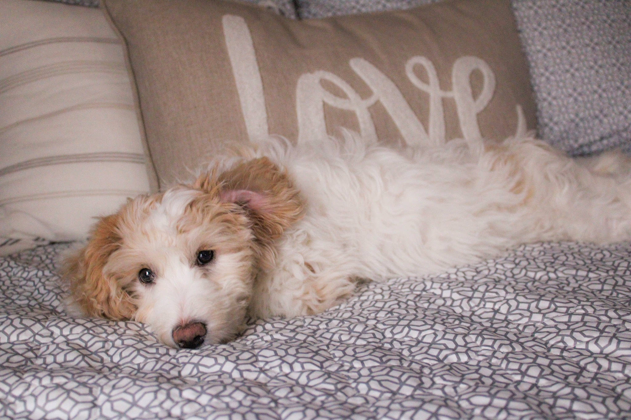 Blair is registered to the contest to win money with this photo: canidae, carnivore, comfort, companion_dog, couch, dog, dog_breed, dog_supply, fur, labradoodle, retriever, small_terrier, sofa_bed, spaniel, sporting_group, terrestrial_animal, terrier, toy_dog, working_animal, yorkipoo