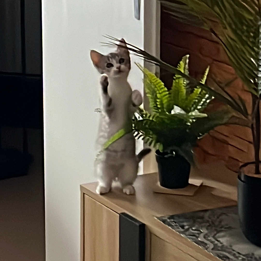 Malicia a rejoint le concours — aidez-le/la à gagner de superbes lots ! animal, cabinet, cat, flower, flowerarrangement, furniture, hardwood, ikebana, indoors, interiordesign, jar, leaf, pet, plant, planter, plywood, pottedplant, pottery, vase, wood