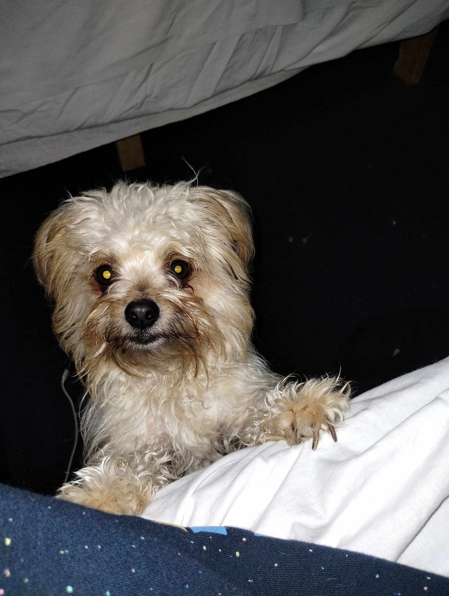 King Kodiak is registered to the contest to win money with this photo: dog, pet, curly_fur, paws, white_fur, brown_fur, indoor, bed, blanket, cute, animal, looking_up, small_dog, fur, canine, domestic_animal, companion, resting, black_background, closeup