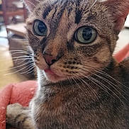 Arthemis participe au concours pour gagner de l'argent avec cette photo : cat, tabby, close_up, tongue_out, whiskers, pet, indoor, feline, curious, animal, soft_texture, blanket, domestic, ears, eyes, fur, resting, cozy, house, mammal